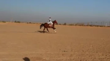 سباقات المرماح في وديان بنبان بأسوان تحافظ على تراث الفروسية وقيم الأصالة في صعيد مصر 1